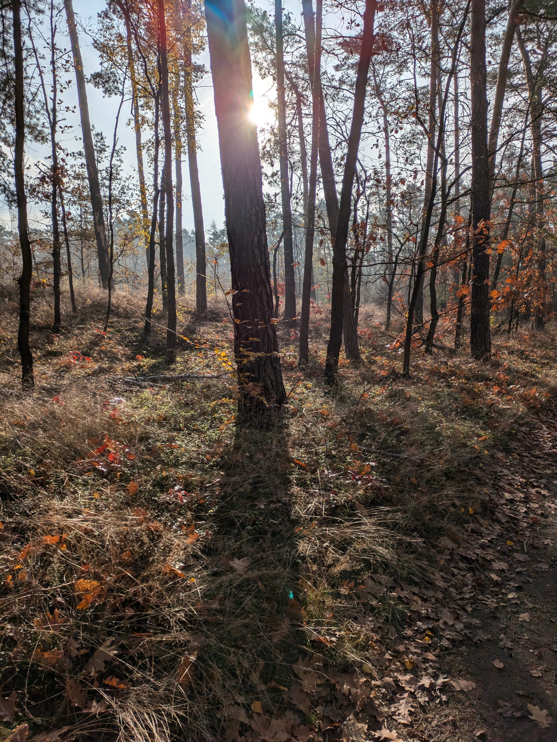 PXL_20241109_093147741