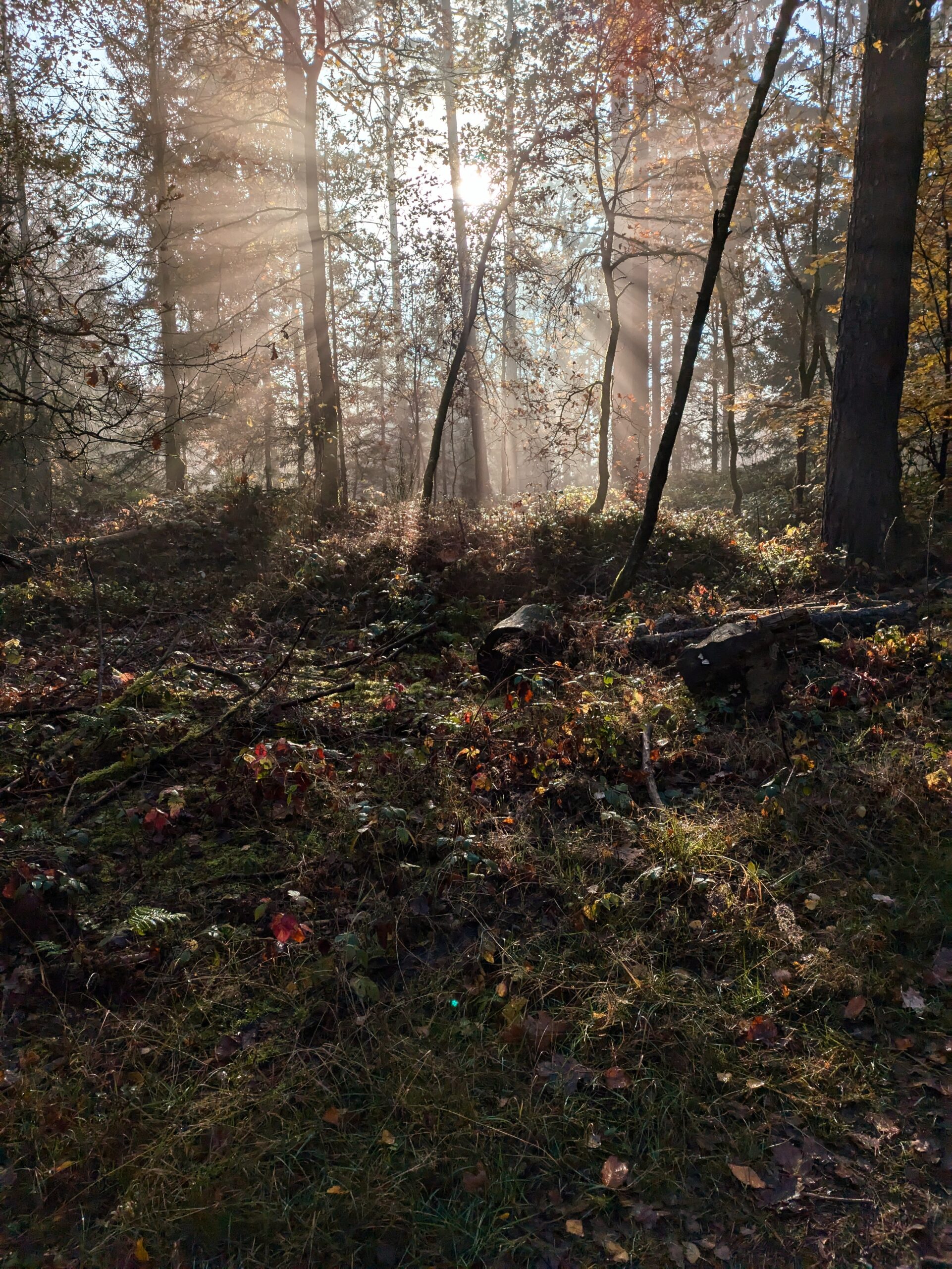 PXL_20241110_123917859~2