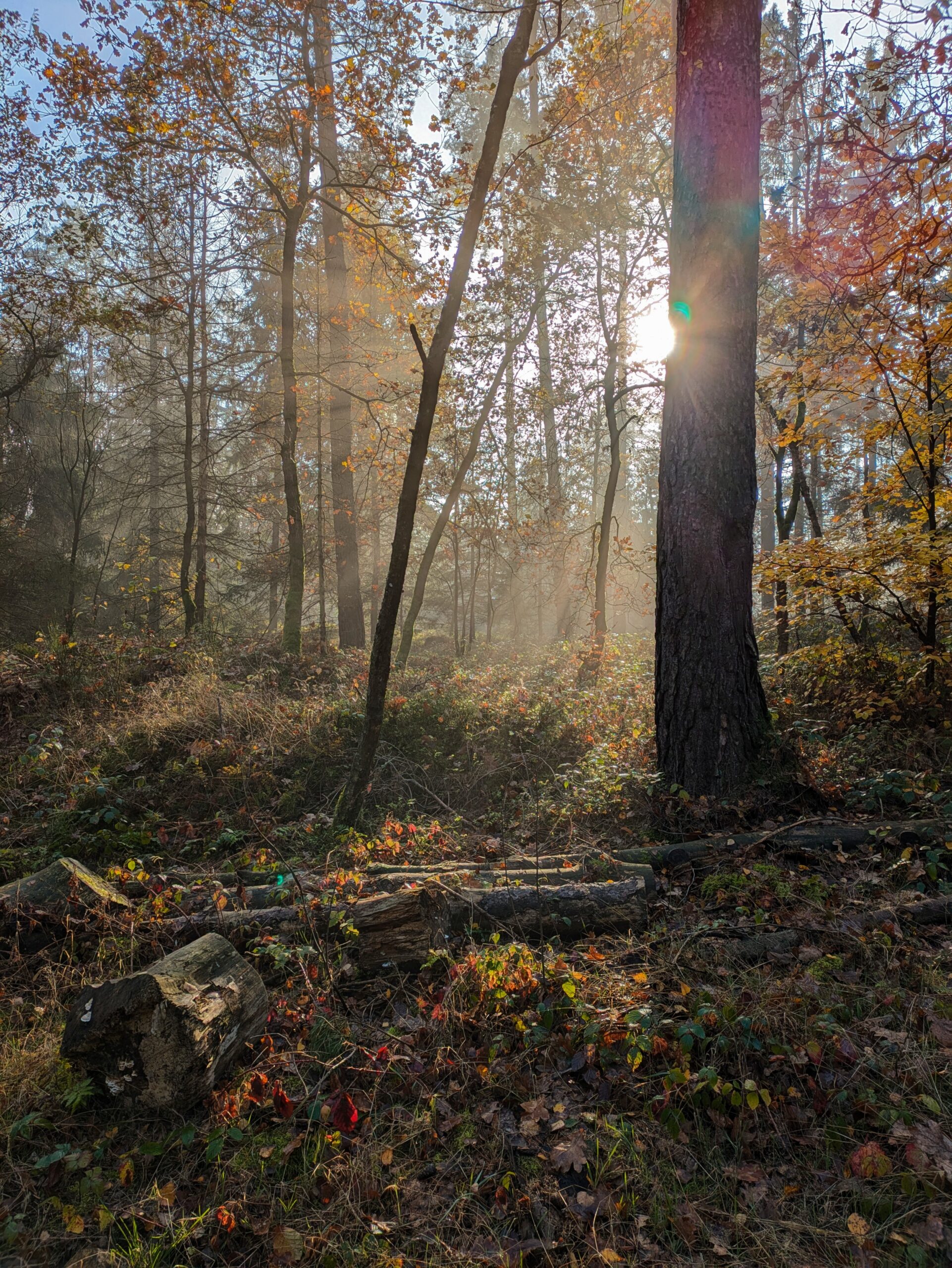 PXL_20241110_124027496~2