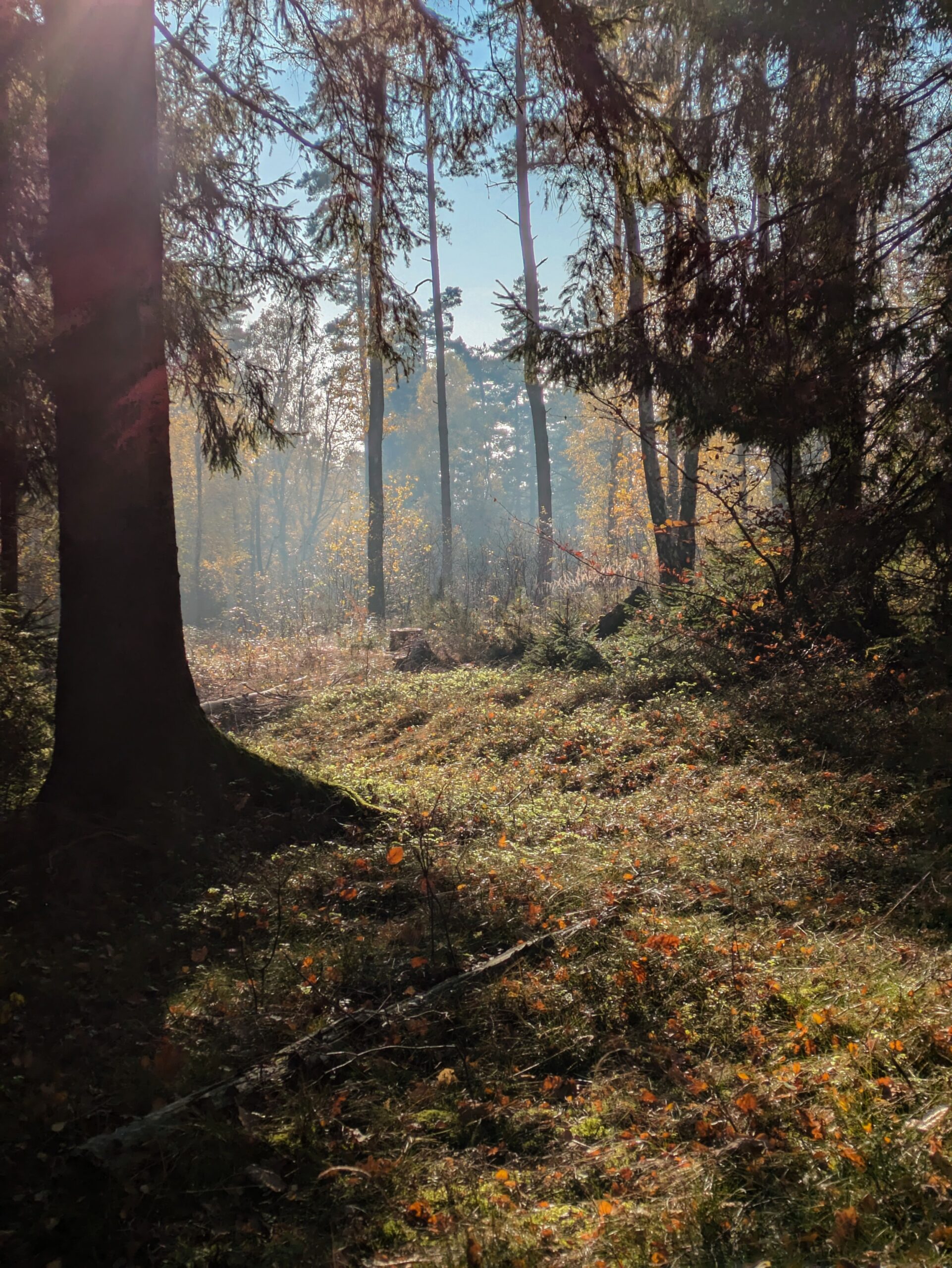 PXL_20241110_124450058~2