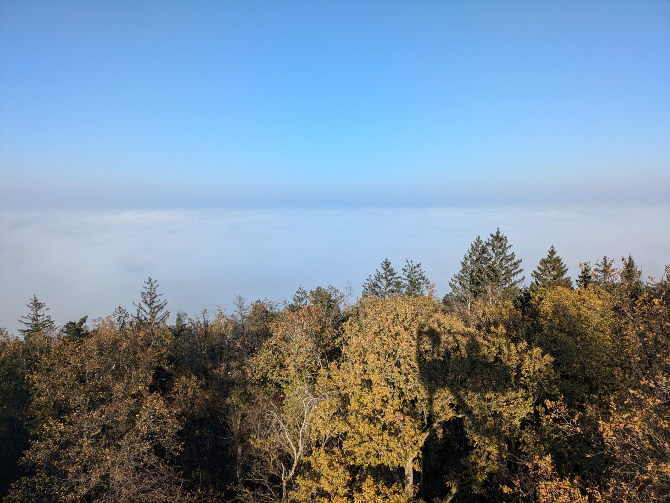 PXL_20241110_131412295.MP