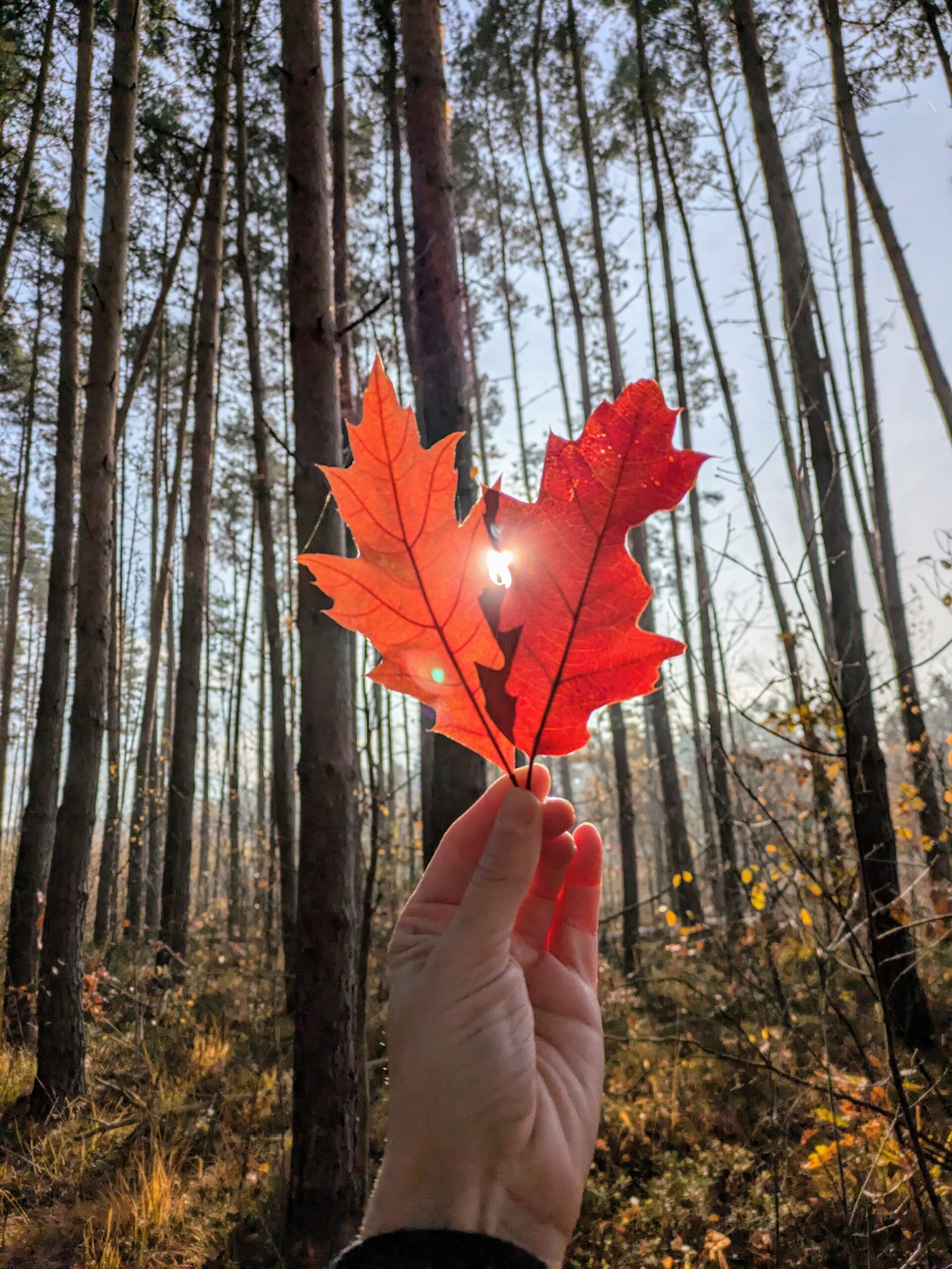 original_774d0d0a-5ee1-4a44-af3c-9c72c77087e0_PXL_20241109_092336190.MP